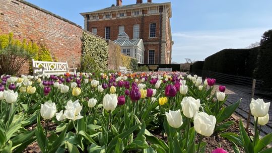 Beningbrough tulips spring 2021 Joanne Parker