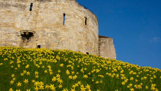 Cliffords Tower daffodils
