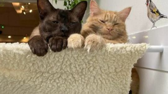Best friends Zeya and Pumpkin