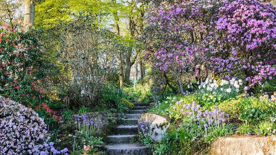 Press JI 250417 RHS Harlow Carr 014 209455245