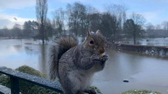 Rowntree Park squirrel