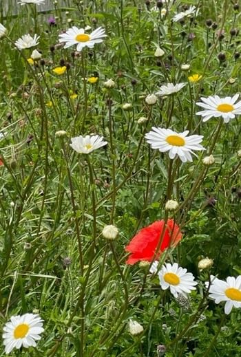 Summer flowers