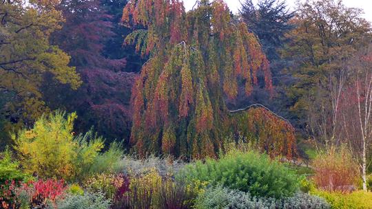 Weeping Beech 1774375297