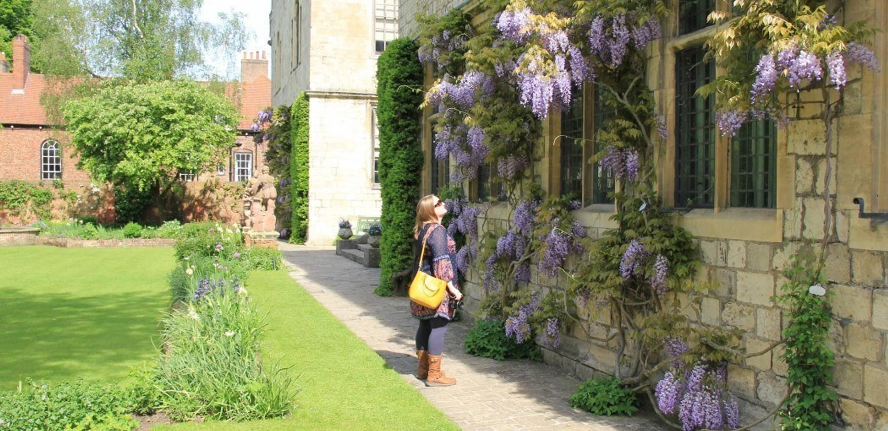 Blog Conversant Traveller Admiring the wisteria at Treasurers House in York