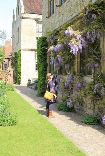 Blog Conversant Traveller Admiring the wisteria at Treasurers House in York