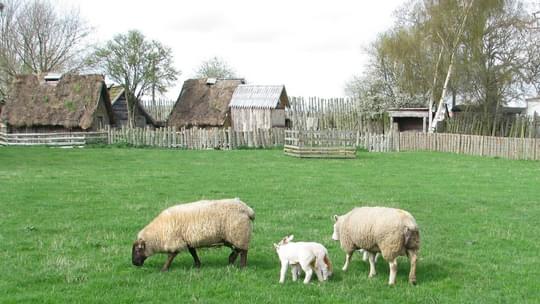 Sheep visit york 1327334952